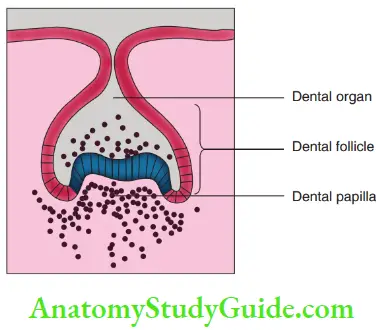 Eruption And Exfoliation Of Teeth Cap Stage