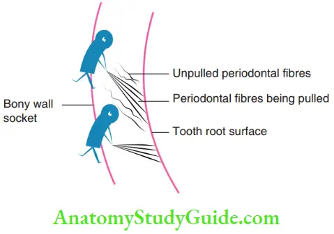 Eruption And Exfoliation Of Teeth Periodontal Theory