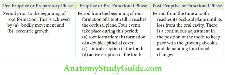 Eruption And Exfoliation Of Teeth Phases Of Eruption