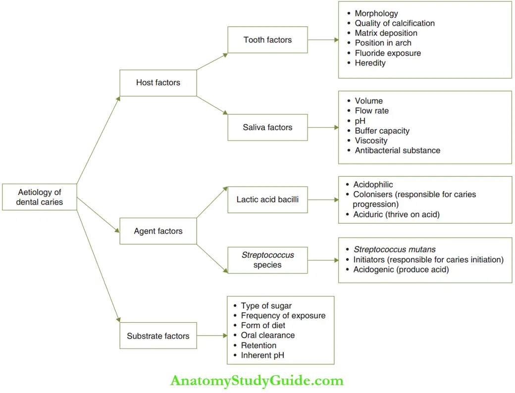 Essentials Of Dental Caries Aetiology Of Dental Caries