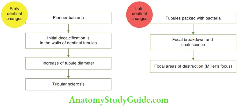 Essentials Of Dental Caries Early And Late Dentinal Changes In Dental Caries
