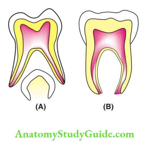 Exodontia Diffrences between the roots of primary and permanet teeth