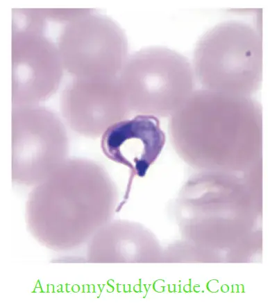 Flagellates Trypanosoma cruzi Trypomastigote form (thin blood smear stained with Giemsa)