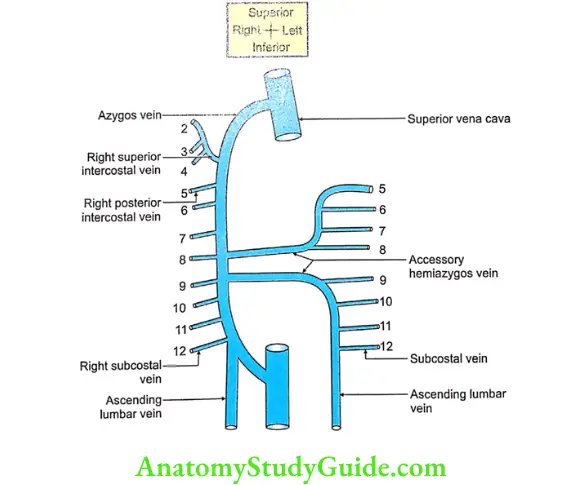 Anatomy Wall of Thorax Question And Answers - Anatomy Study Guide