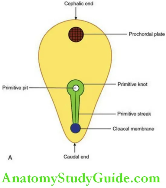 General Embryology And Development Of Face Oral And Paraoral Structures Dorsal surface view of the embryonic disc showing its features at the commencement of gastrulation