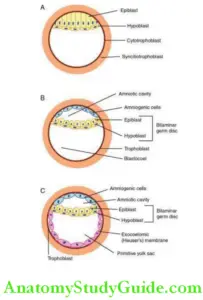 Embryo Stages of Development Organogenesis And Folding Notes - Anatomy ...