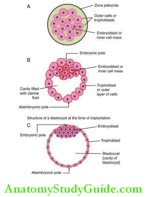 General Embryology And Development Of Face Oral And Paraoral Structures Show the stages of formation of blastocyst from the morula