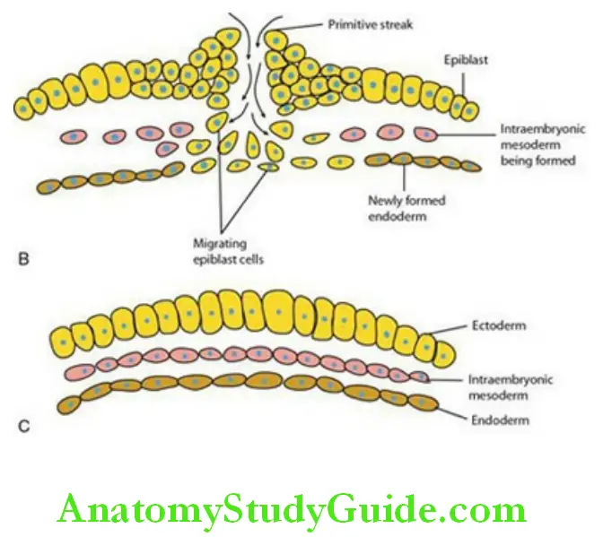 General Embryology And Development Of Face Oral And Paraoral Structures cross section of the embryonic disc a section through the embryonic disc showing three germ layers after gastrularion