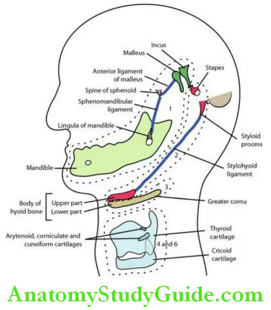 Development Of Face Pharyngeal Apparatus And Foregut Notes - Anatomy ...