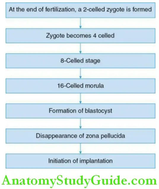 General Embryology And Development Of Face Oral And Paraoral Structures major events during the 1 st week of intrauterine life