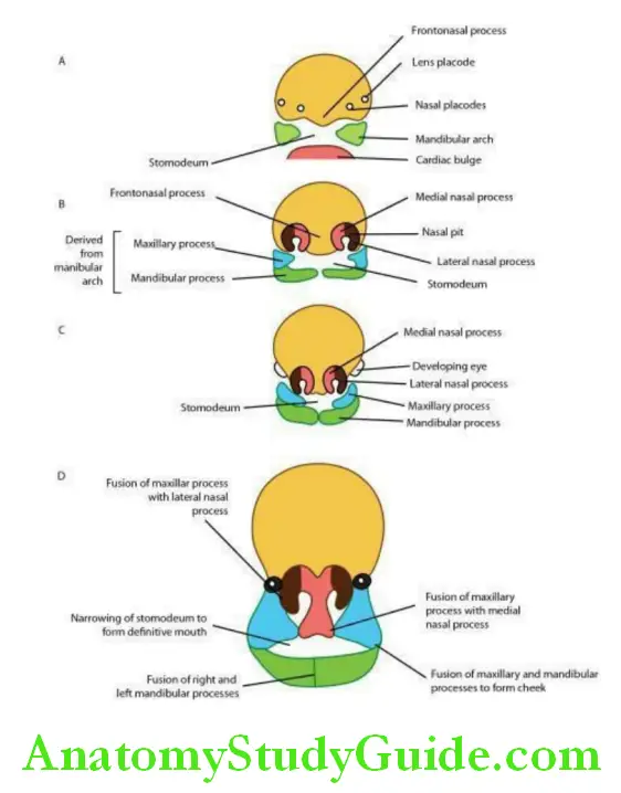 Development Of Face Pharyngeal Apparatus And Foregut Notes - Anatomy ...