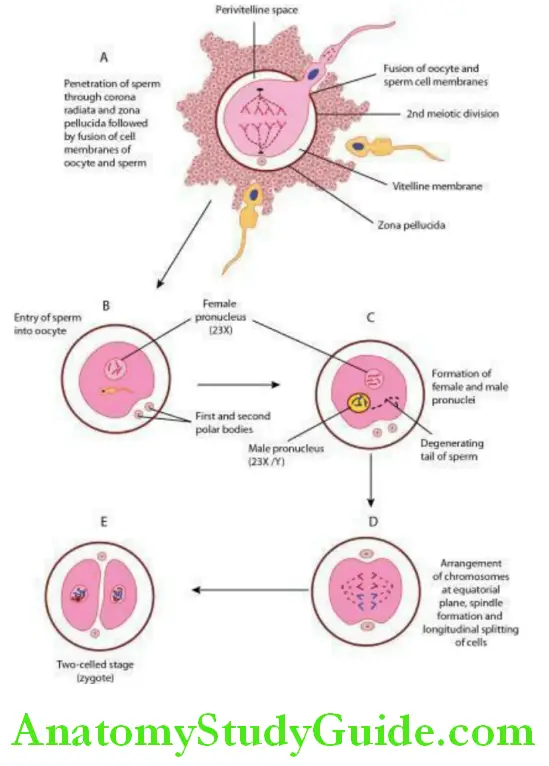 Ovulation General Embryology Fertilization Notes - Anatomy Study Guide