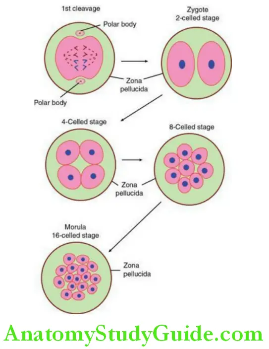 General Embryology And Development Of Face Oral And Paraoral Structures stages cleavage formatiion of morula from zygote by series of mitotic cell divisions