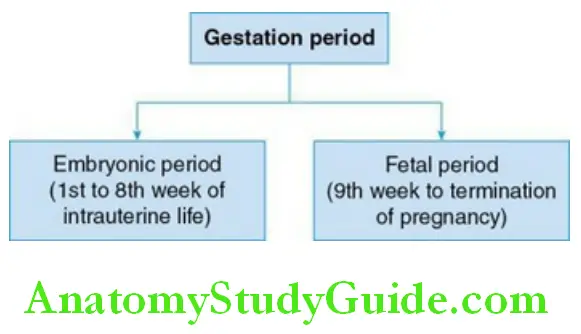 General Embryology And Development Of Face Oral And Paraoral Structures subdivisions of gestation period