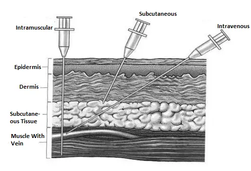 General Pharmacology Injectable Routes Of Drug Administration