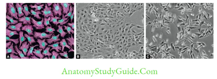 General Properties Of Viruses Notes Continuous cell lines (normal, uninfected). A. HeLa cell line; B. Vero cell line; C. HEp-2 cell line