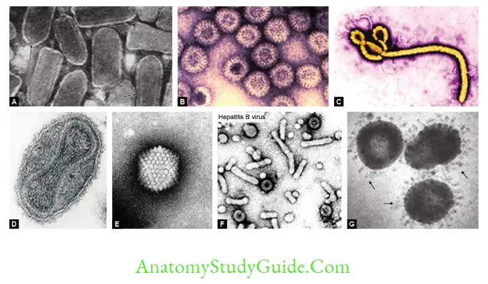 General Properties Of Viruses Notes Electron microscopy picture of A. Rabies virus, bullet shaped B. Rotavirus, wheel shaped; C. Ebola virus,filamentous shaped