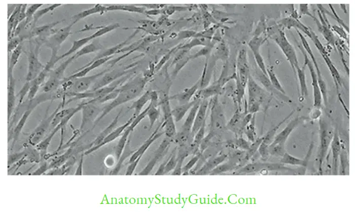 General Properties Of Viruses Notes Human lung fibroblast cell line (Normal)