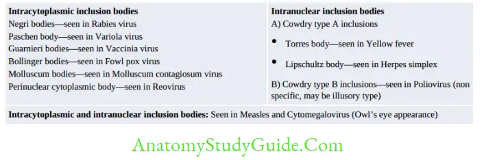 General Properties Of Viruses Notes Intracytoplasmic inclusion bodies