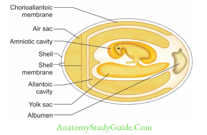 General Properties Of Viruses Notes - Anatomy Study Guide