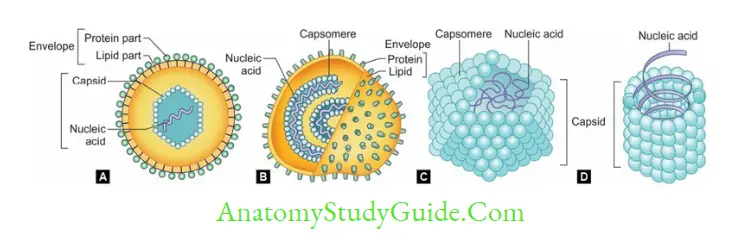 General Properties Of Viruses Notes Structure and symmetry of virus. A. Enveloped virus with icosahedral nucleocapsid; B. Enveloped virus with helical nucleocapsid