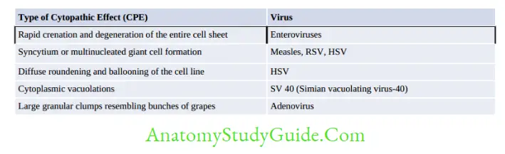 General Properties Of Viruses Notes Type of Cytopathic Effect (CPE) Virus