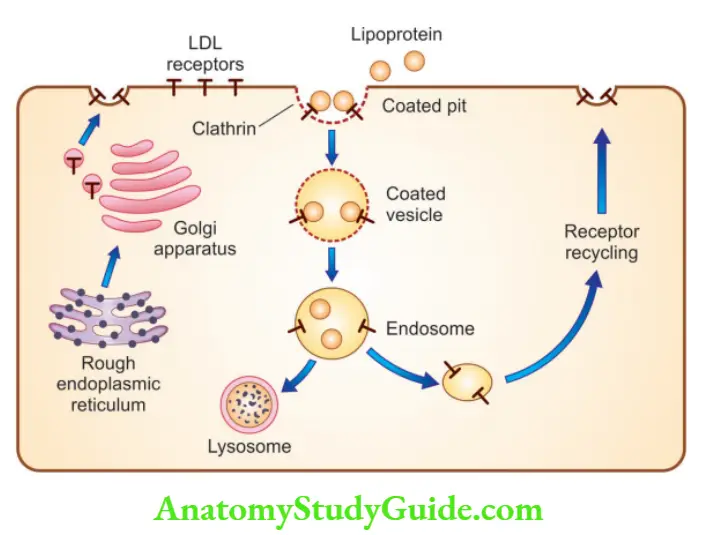 Genetics LDL receptor pathway