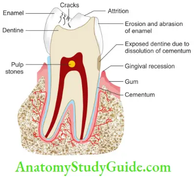 Geriatric Endodontics Age Changes In Enamel, Pulp, Dentin And Cementum