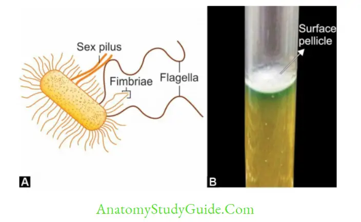 History, Taxonomy, Morphology and Physiology of Bacteria and Microbial PathogenicityDifferentiation between fimbriae, sex pilus and flagella; B. Surface pellicle (arrow showing)