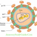 Hiv And Other Retroviruses Notes Structure of HIV