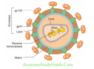 Hiv And Other Retroviruses Notes - Anatomy Study Guide