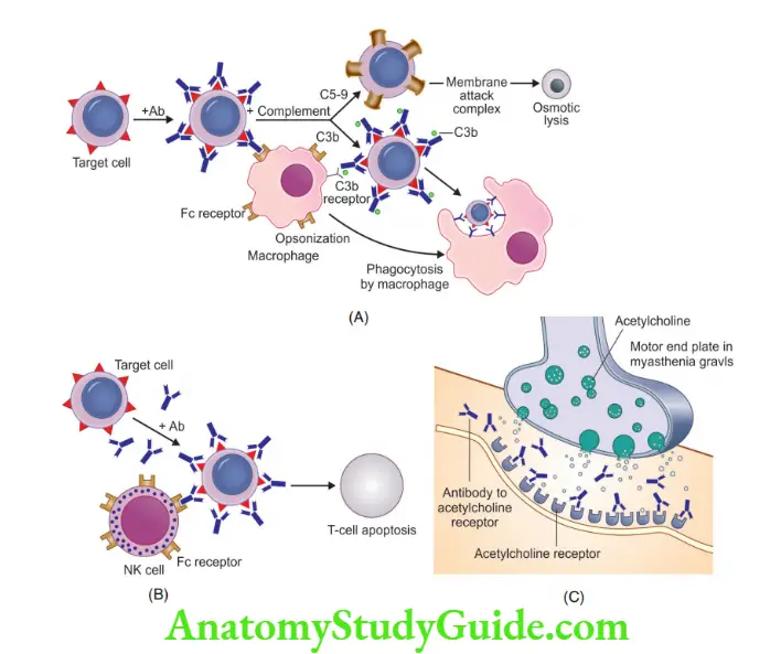 Immunity Complement mediated; (B) Antibody dependent cell-mediated cytotoxicity (ADCC);