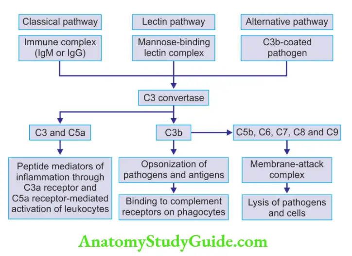 Inflammation and Repair Complement system