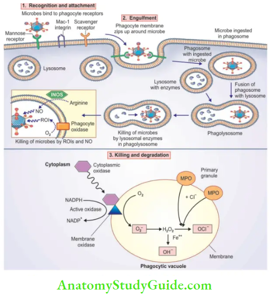 Inflammation and Repair Steps of phagocytosis