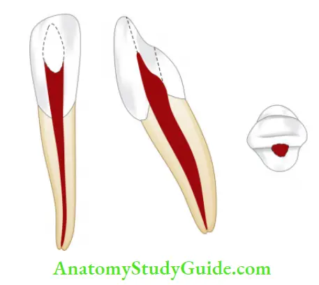 Internal Anatomy Mandibular central incisor.