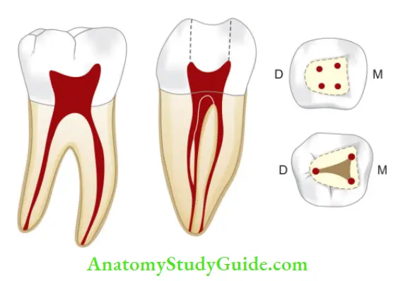 Internal Anatomy Mandibular fist molar
