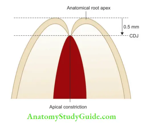 Internal Anatomy Position of CDJ usually lies 0.5-1 mm from apical foramen