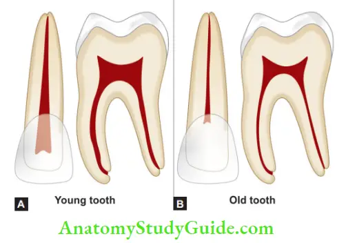 Internal Anatomy Root canal anatomy of young patient; In older patient, pulp cavity decreases in size.