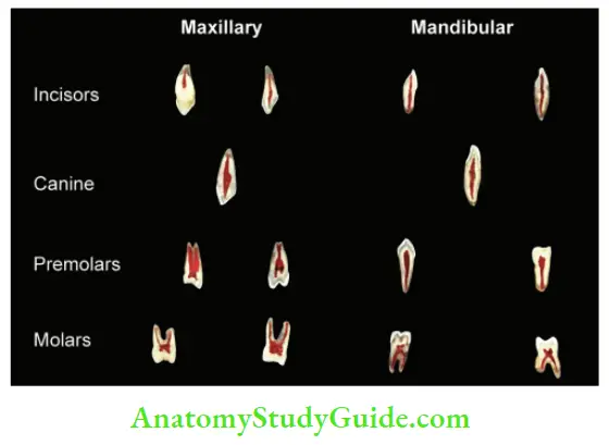 Internal Anatomy Sectioning of teeth showing canal anatomy.