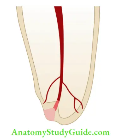 Internal Anatomy apical delta