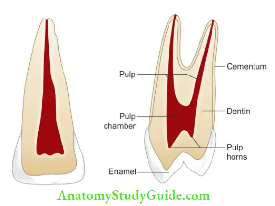 Internal Anatomy pulp horns of anterior and posterior teeth.