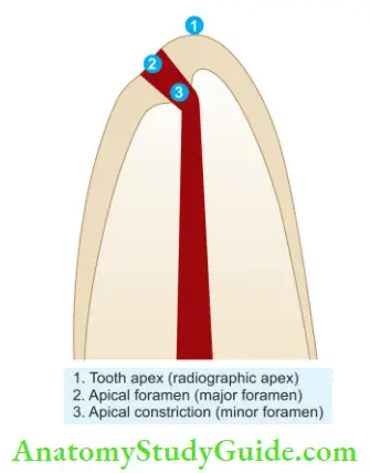 Internal Anatomy root apex