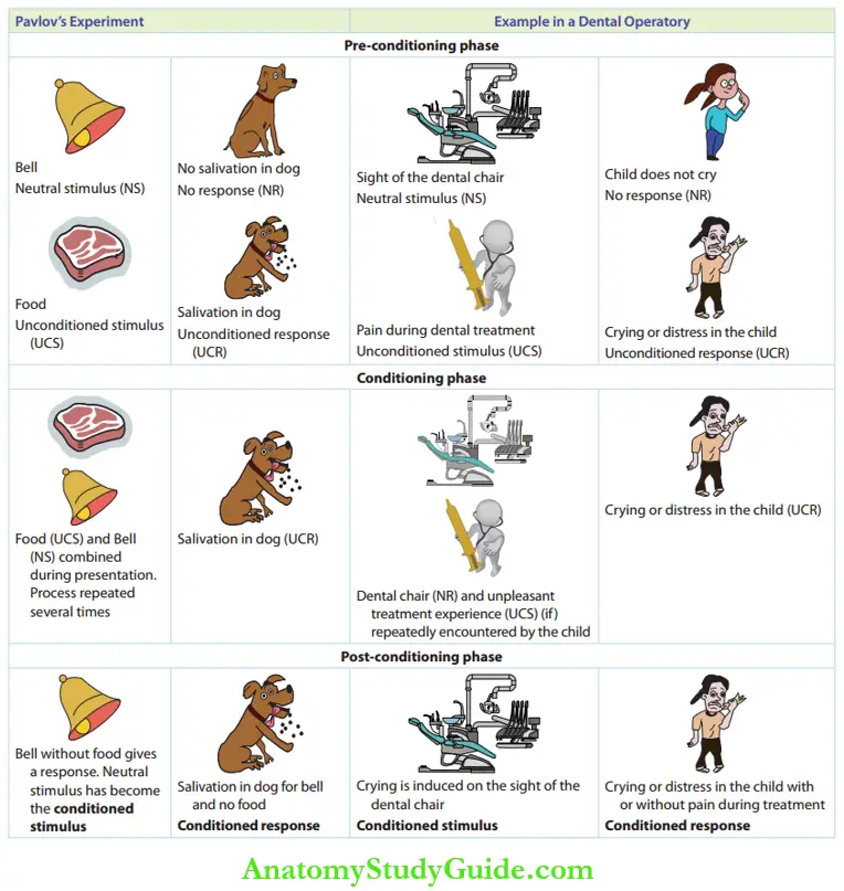Learning Theories Phases Of Operant Conditioning