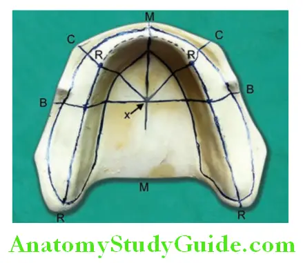 Lines Planes And Curves In Prosthodontics mandibular guidelines