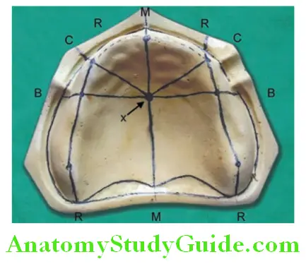 Lines Planes And Curves In Prosthodontics maxillary guidelines