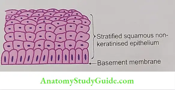 Lining epithelium of oesophagus