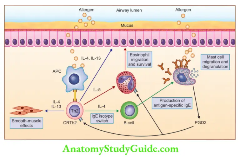 Lung Diseases Questions And Answers - Anatomy Study Guide