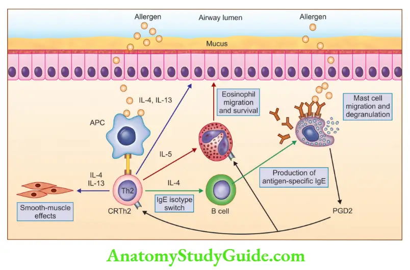 Lung Pathogenesis of asthma