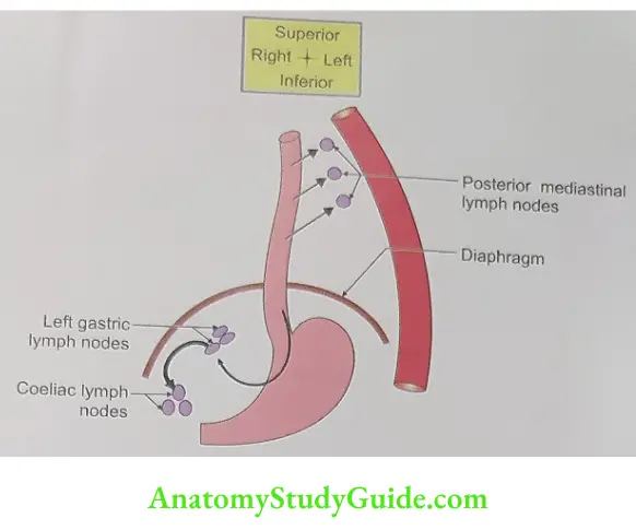 Lymphatic drainage of oesophagus