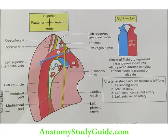 Mediastinal surface of left lung (all red structures)